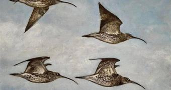 Marion Royle | Lymington Art Scene