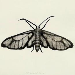 Becky Haywood Printmaker