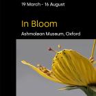 ​​​​​​​In Bloom