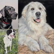 Pet Portraits