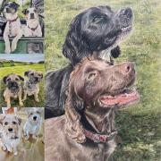 Dog Portraits
