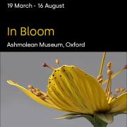 ​​​​​​​In Bloom