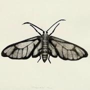Becky Haywood Printmaker