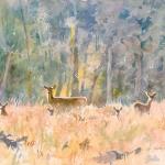 Deer New Forest (Print)