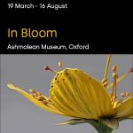 ​​​​​​​In Bloom