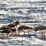Oystercatchers | £300