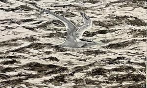 Sandwich Tern | £350