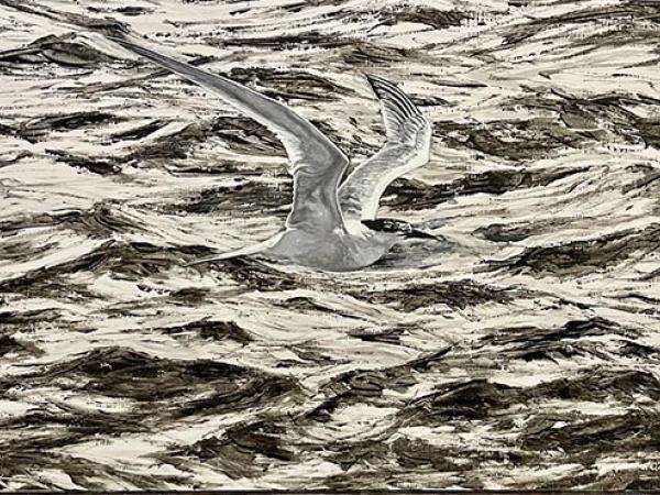 Sandwich Tern | £350