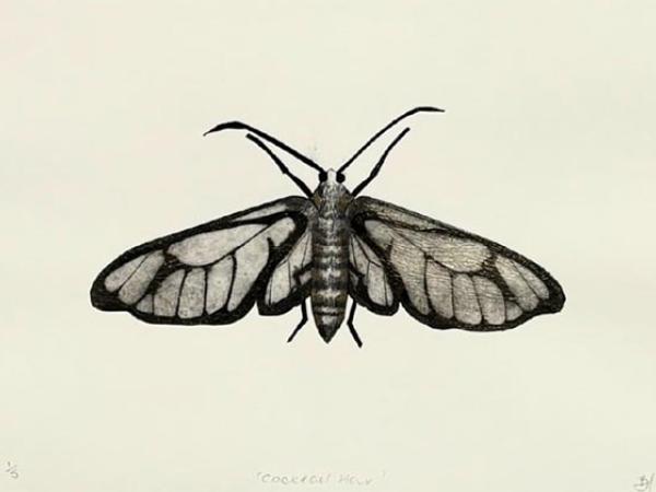 Becky Haywood Printmaker