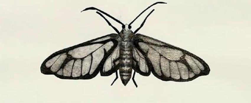 Becky Haywood Printmaker