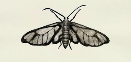 Becky Haywood Printmaker
